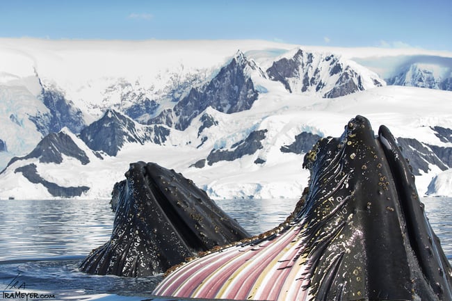 Lunge-Feeding Humpback Whales