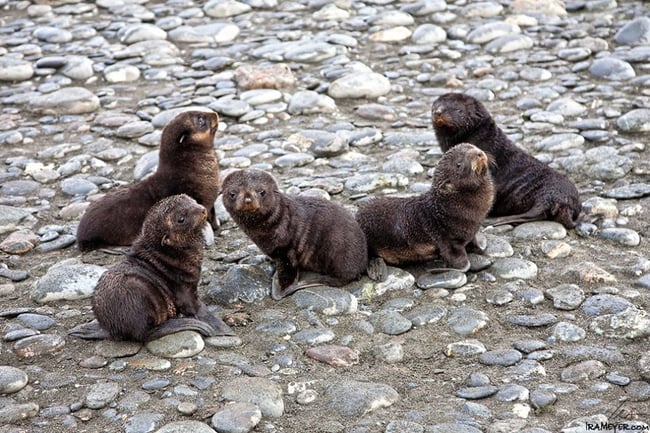Fur Seal Pups