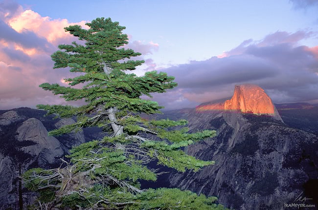 Fir Tree and Half Dome at Sunset