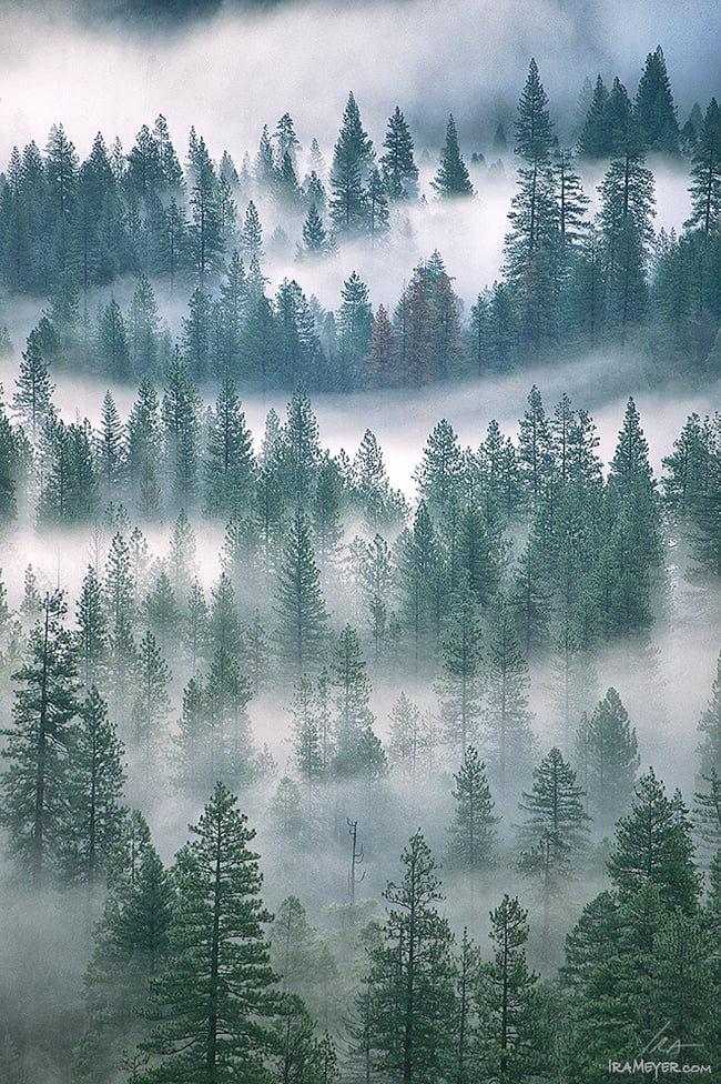 Ponderosa Pines in the Morning Mist