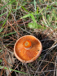 Image 2 of wild pine mushroom chutney with apple & balsamic. 500ml