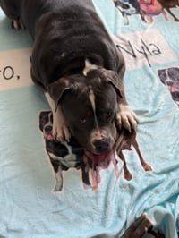 Image 2 of Pet Face & Name Blanket