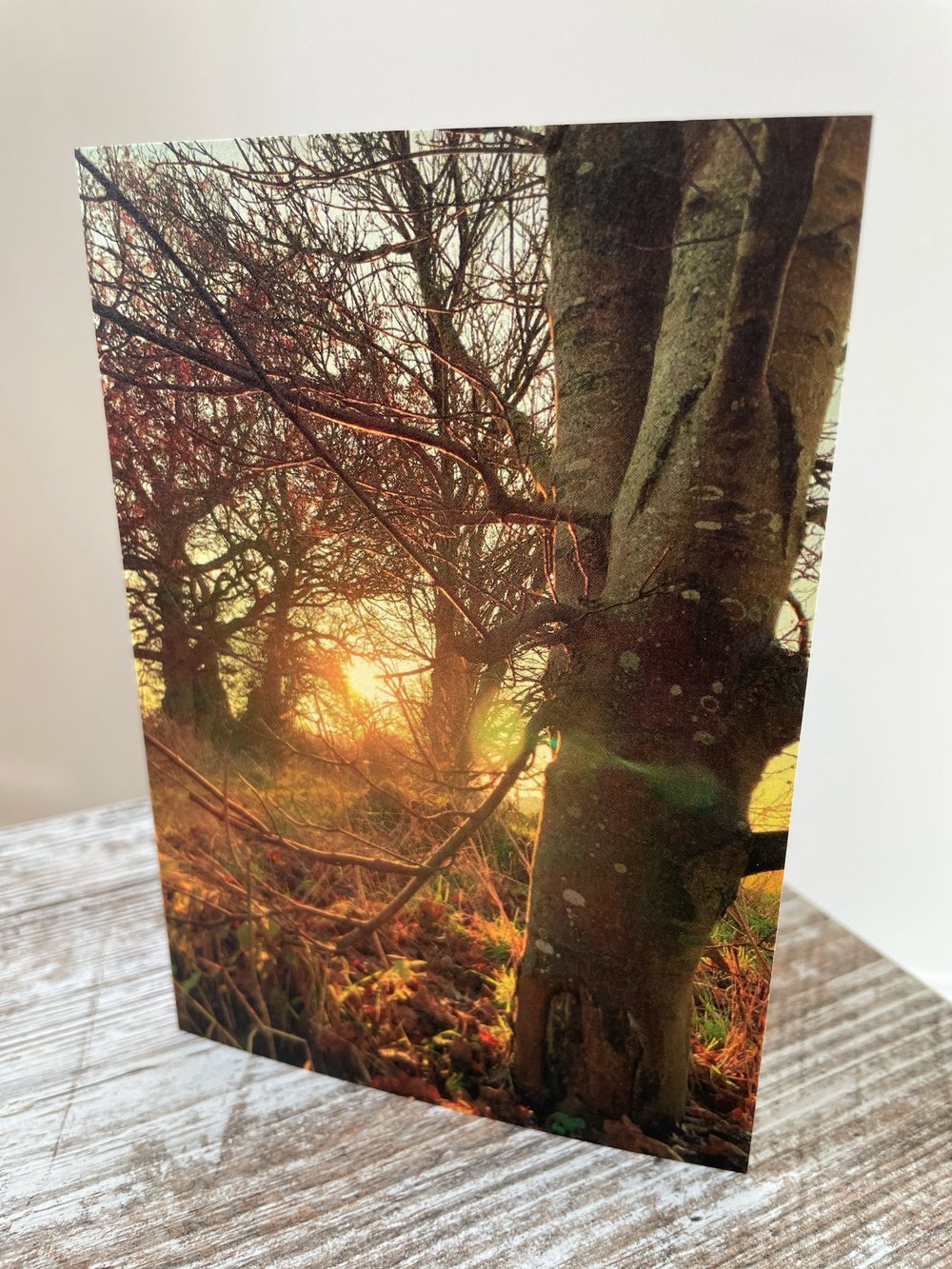 Image of Late Light (Greeting Card)