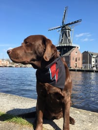 Image 4 of Rebel Rebel 