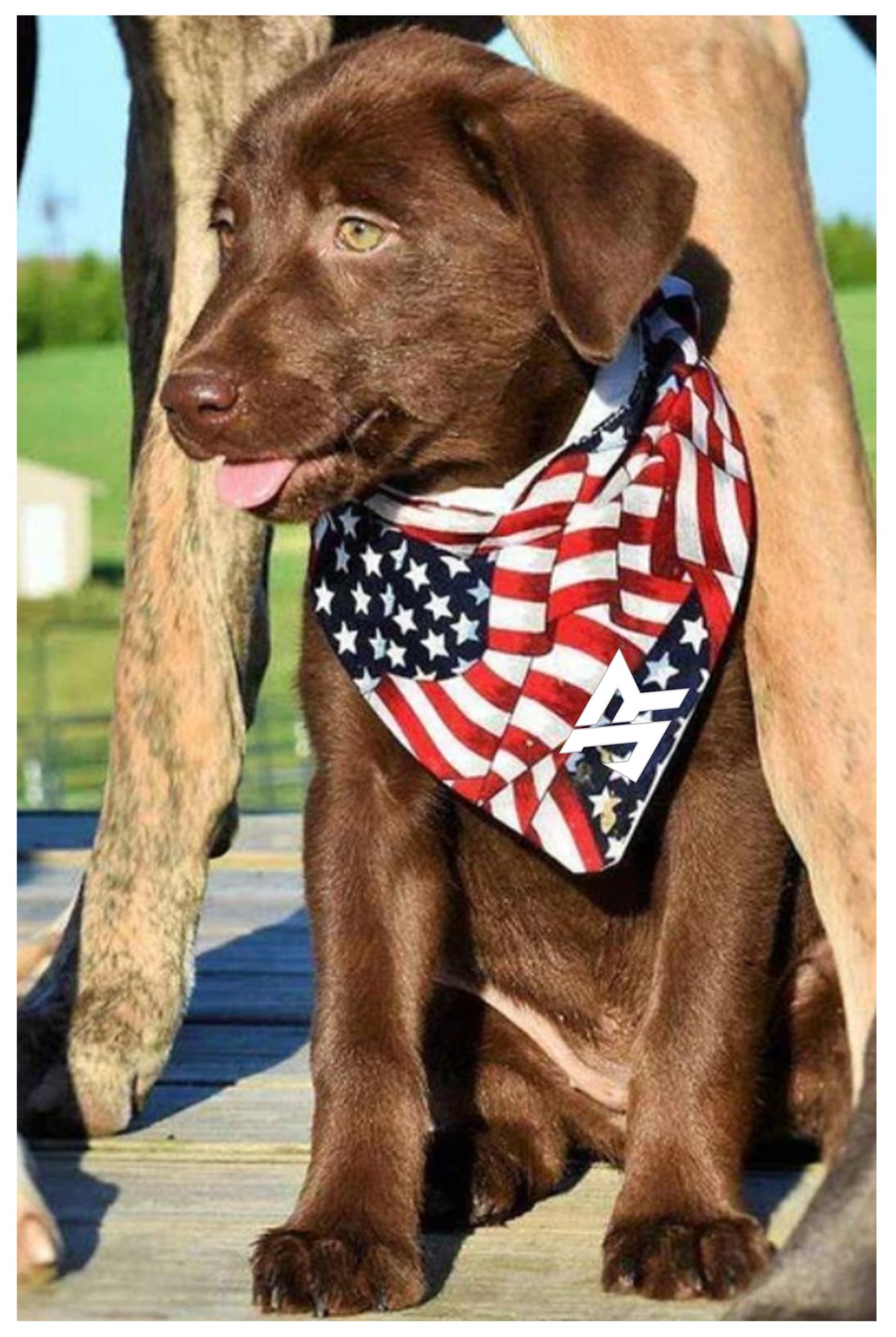 Image of Dog Bandanna