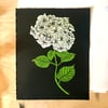 White Hydrangeas 8x10