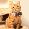 Handmade Adjustable Strap Bow tie with FREE collar (click to see other designs) | Bowtie | Wedding 