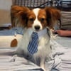  Handmade-Pet For Cats-Dogs Tie with FREE collar (click to see other designs) | Ties | Wedding 