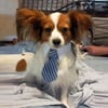 Handmade-Pet For Cats-Dogs Tie with FREE collar (click to see other designs) | Ties | Wedding