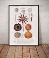 Sea urchins | Retro Print | Animal Kingdom Poster | Vintage Print