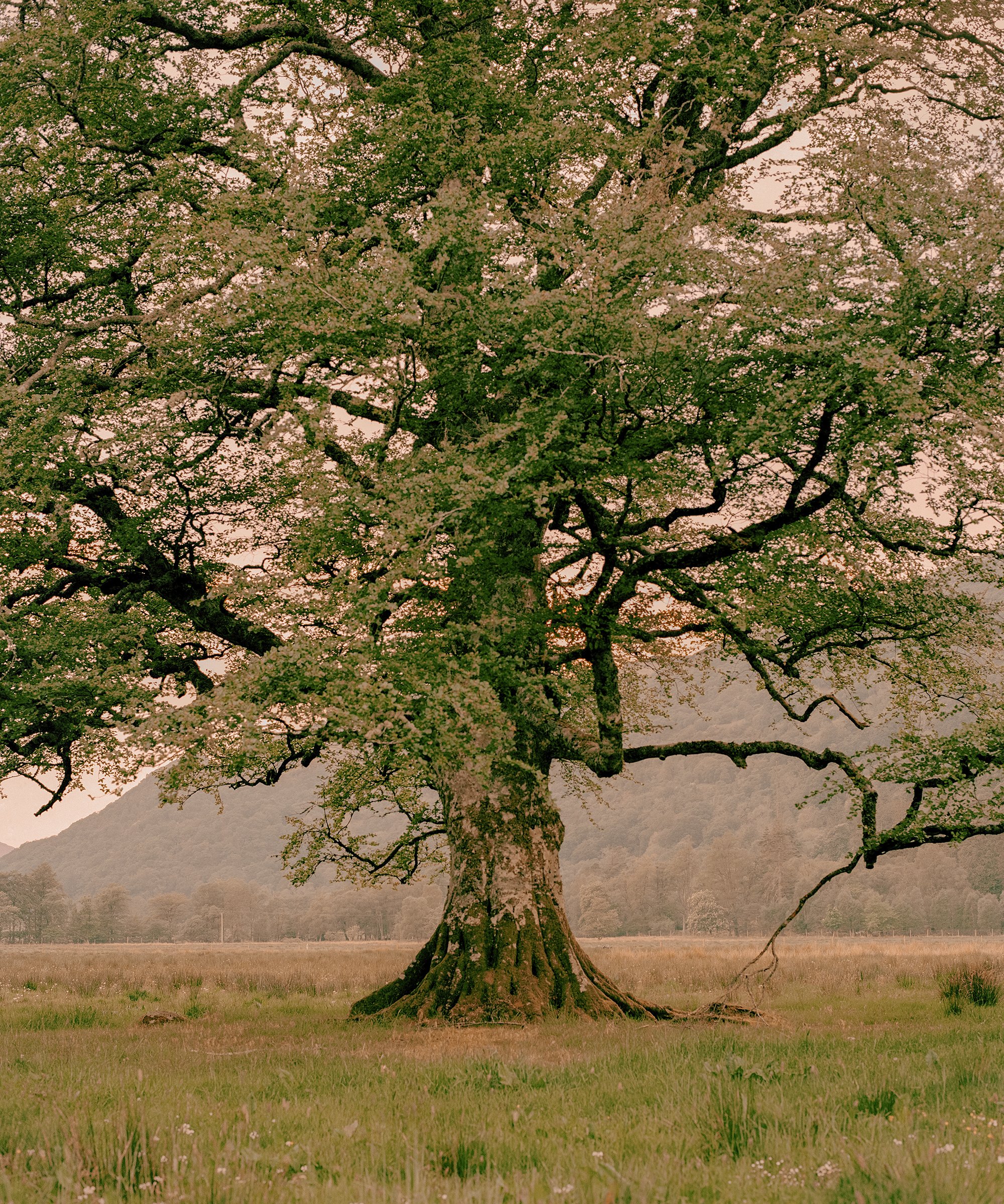 Image of Tree Of Moidart