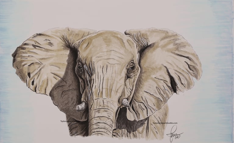 Elephant Sketch 3