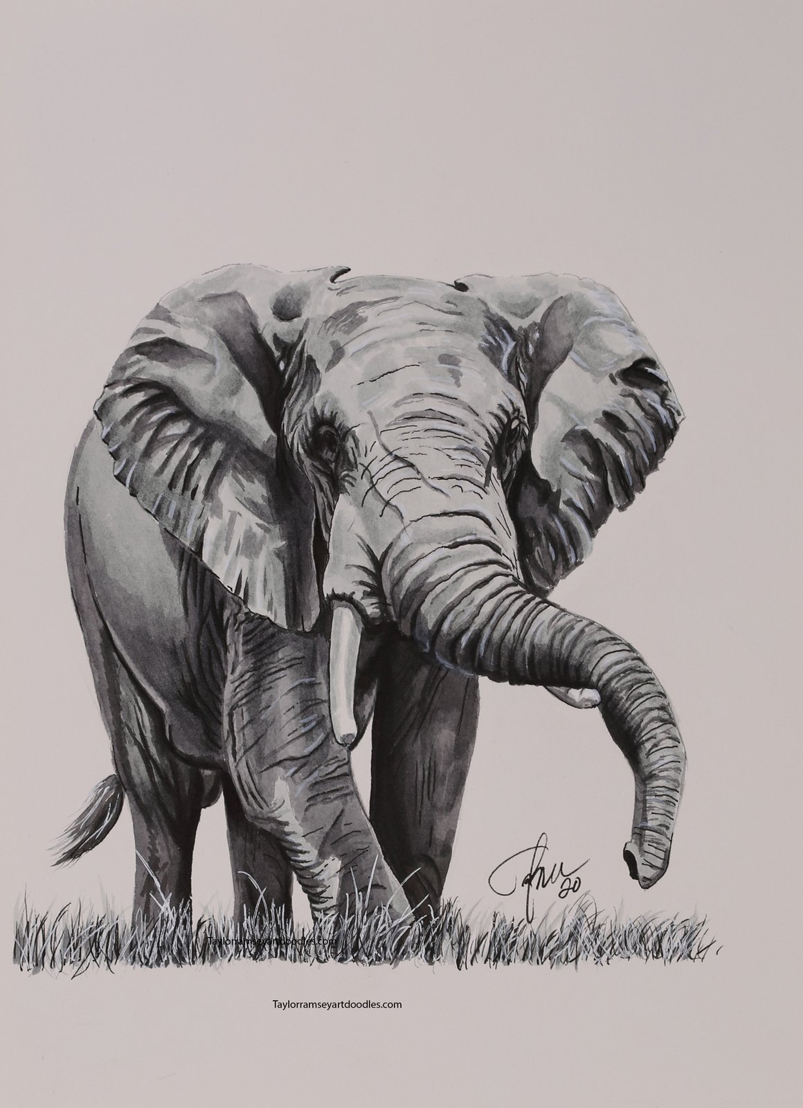Cute Elephant Drawing Sketch - Drawing Skill