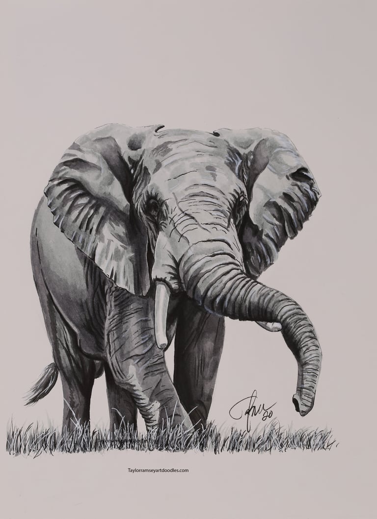 Elephant Sketch 1