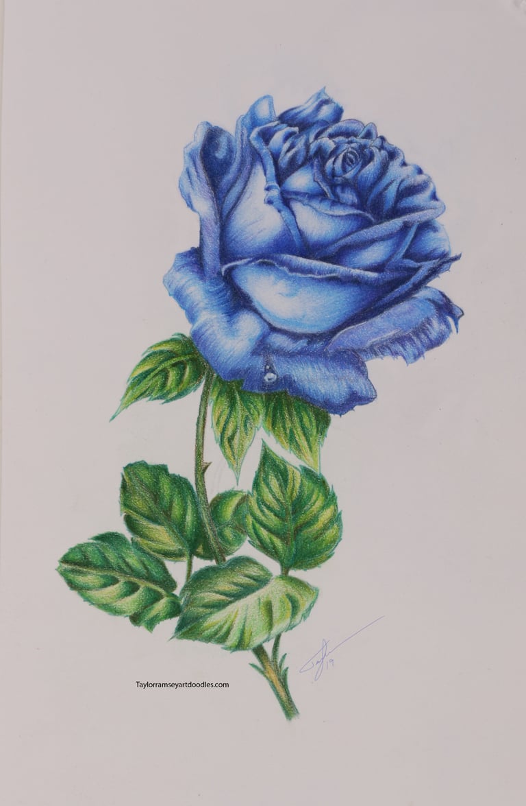 Pencil Rose Prelim