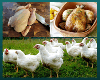 Poulet des prés