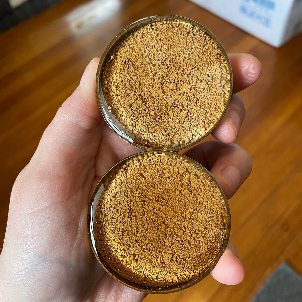Image of 2" Coffee Inky Plugs