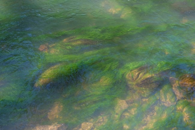 Grimoire Silvanus Zine Issue 3