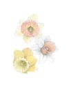Original Artwork: Daffodil Study