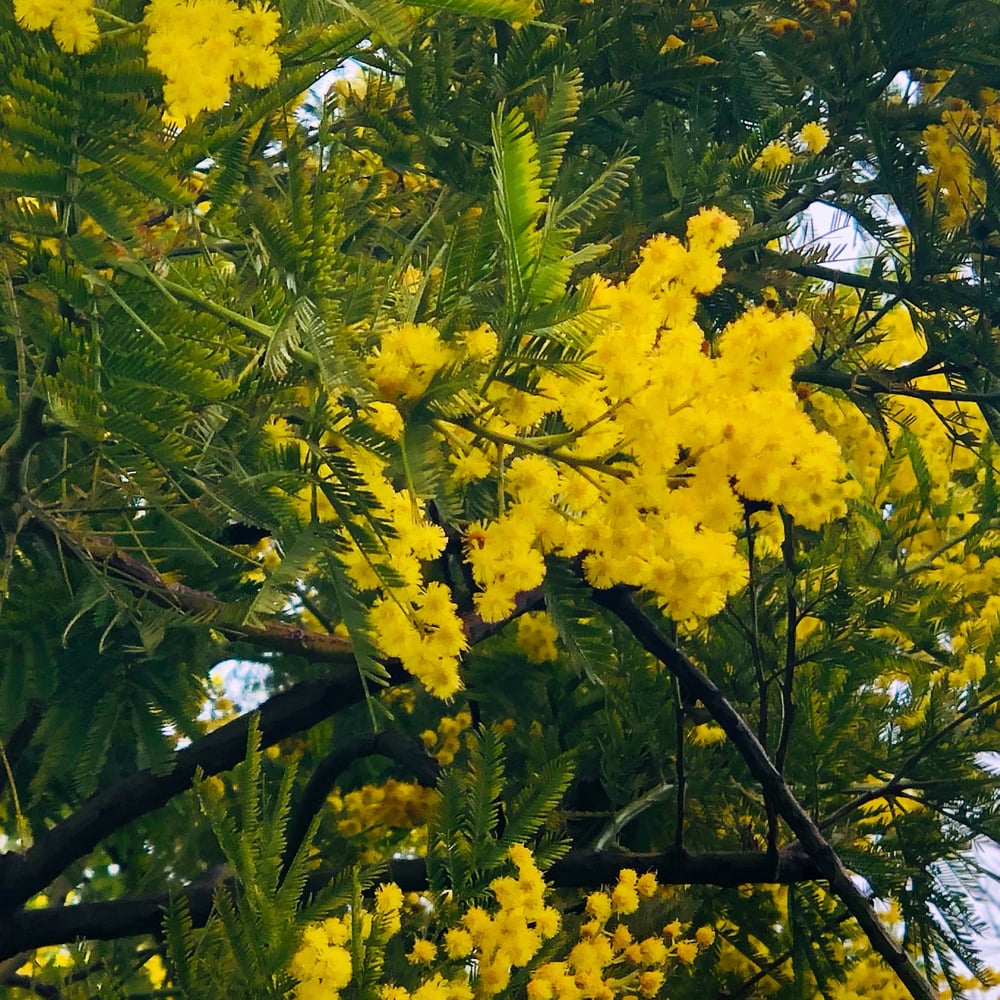Image of The Mimosa Tree