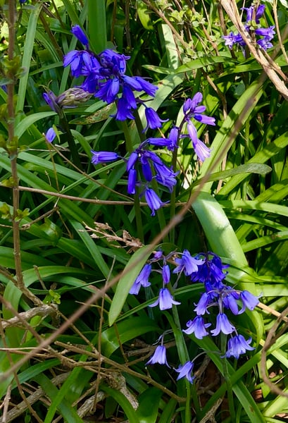 Image of The Bluebell Woods