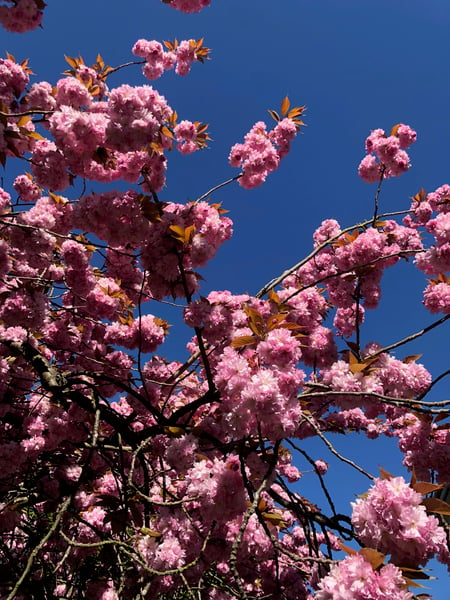 Image of The Spring Blossoms