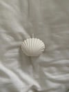 Seashell small  White 