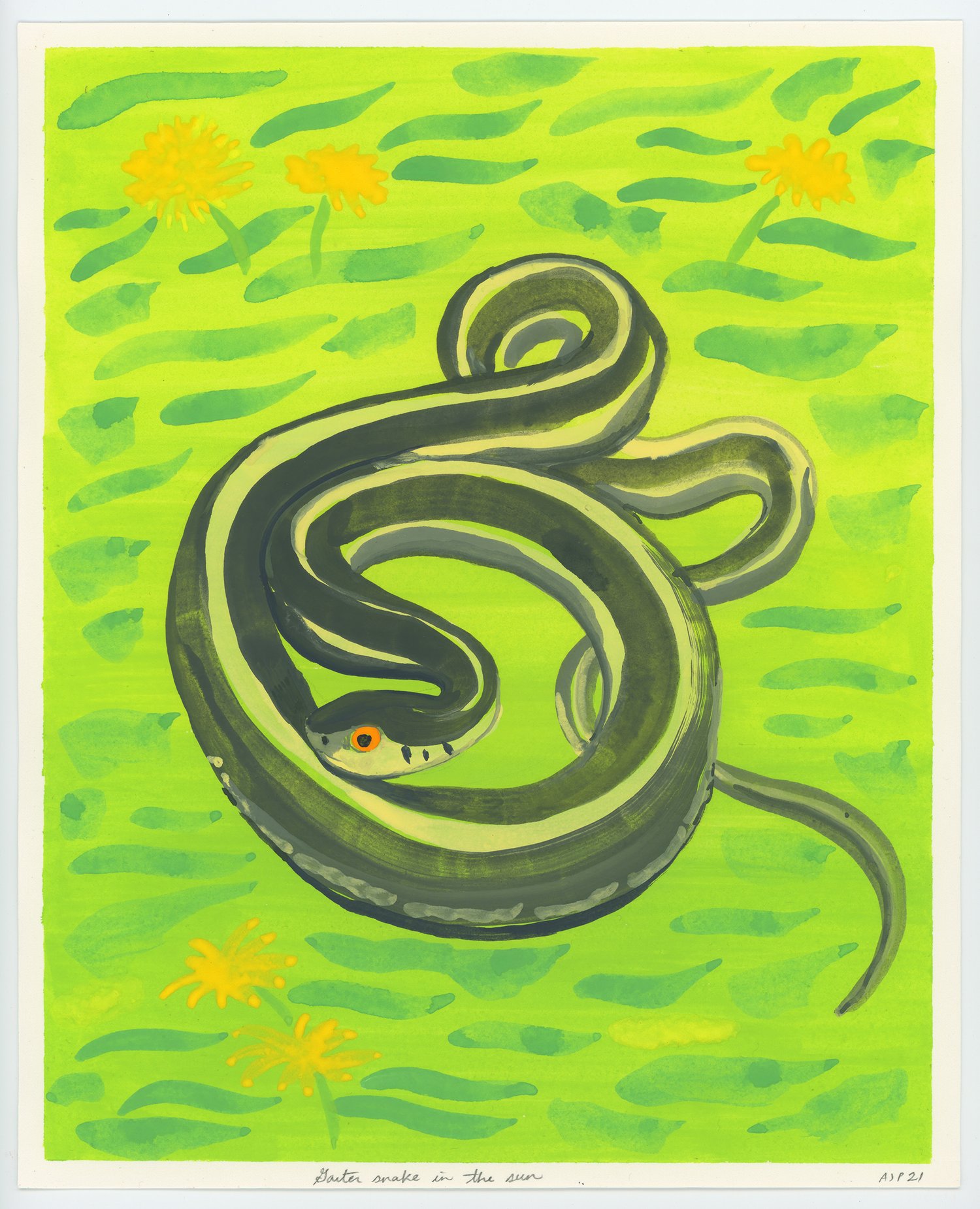 Garter Snake in the Sun