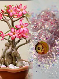 Image 5 of Desert Rose 