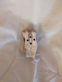 Image 2 of Eye Tooth