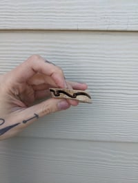 Image 3 of Red Snake Bone Slice