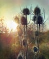 PARKLIFE (14 x 16 INCH PRINT)