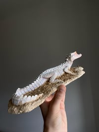 Image 4 of Dwarf caiman model 