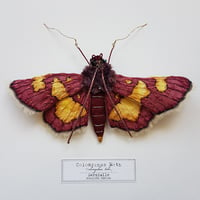 Image 2 of Colomychus Moth