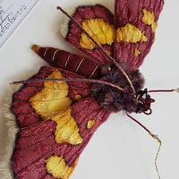 Image 4 of Colomychus Moth