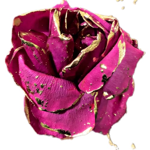 Image of The Ultimate Rose Collection