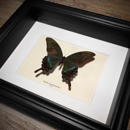 Image of Papilio maackii maackii