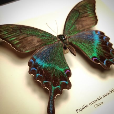 Image of Papilio maackii maackii