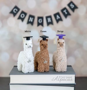 Alpaca Graduate Mini Llama - Graduation Gift- Real Fiber - Commencement Decor