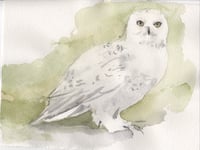 Snowy Owl