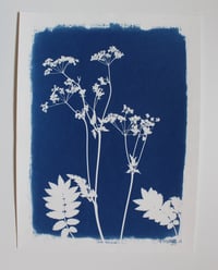 Herbier Ref H-073-2021