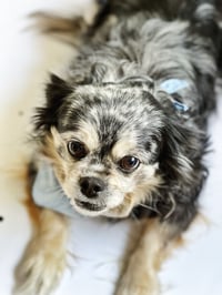 Image 2 of Small Indigo dyed Bandana for Dogs & Cats