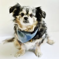 Image 1 of Small Indigo dyed Bandana for Dogs & Cats