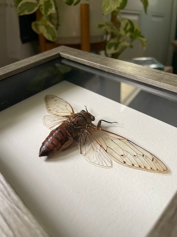 Image of Large Cicada