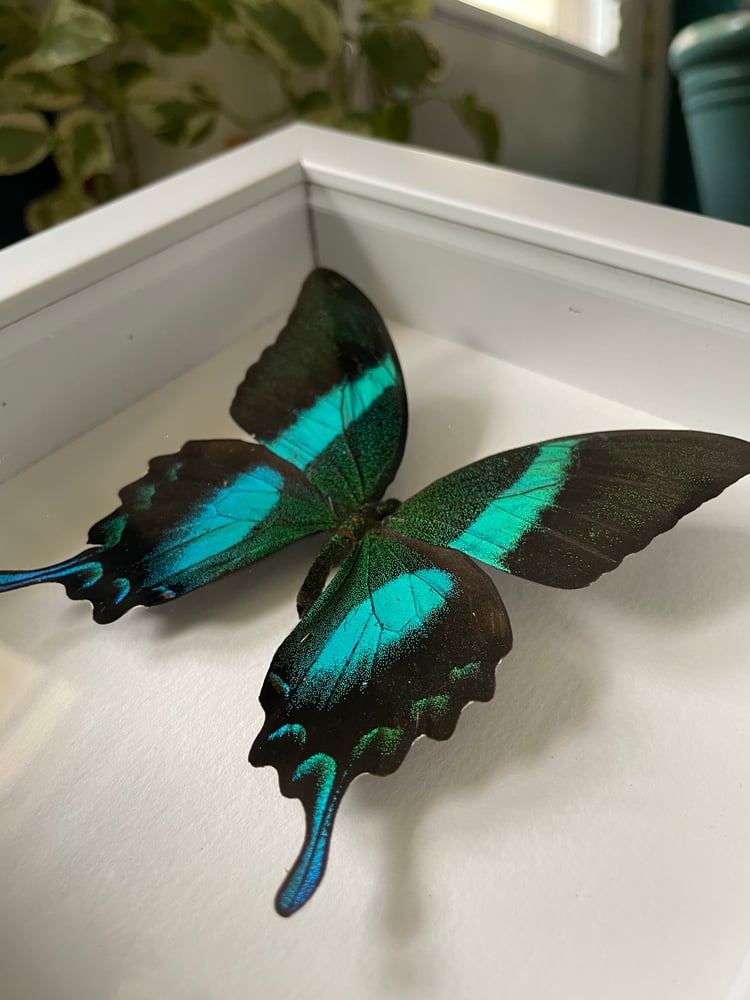 Image of Black and Green Swallowtail