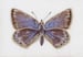 Image of Common Blue 3