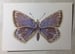 Image of Common Blue 3