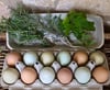 Chicken Eggs