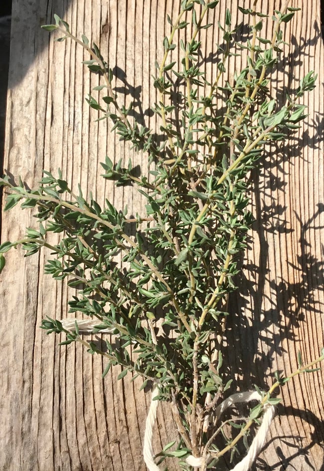 Thyme