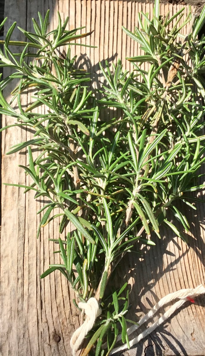 Rosemary | Chipper Verde Farmstead